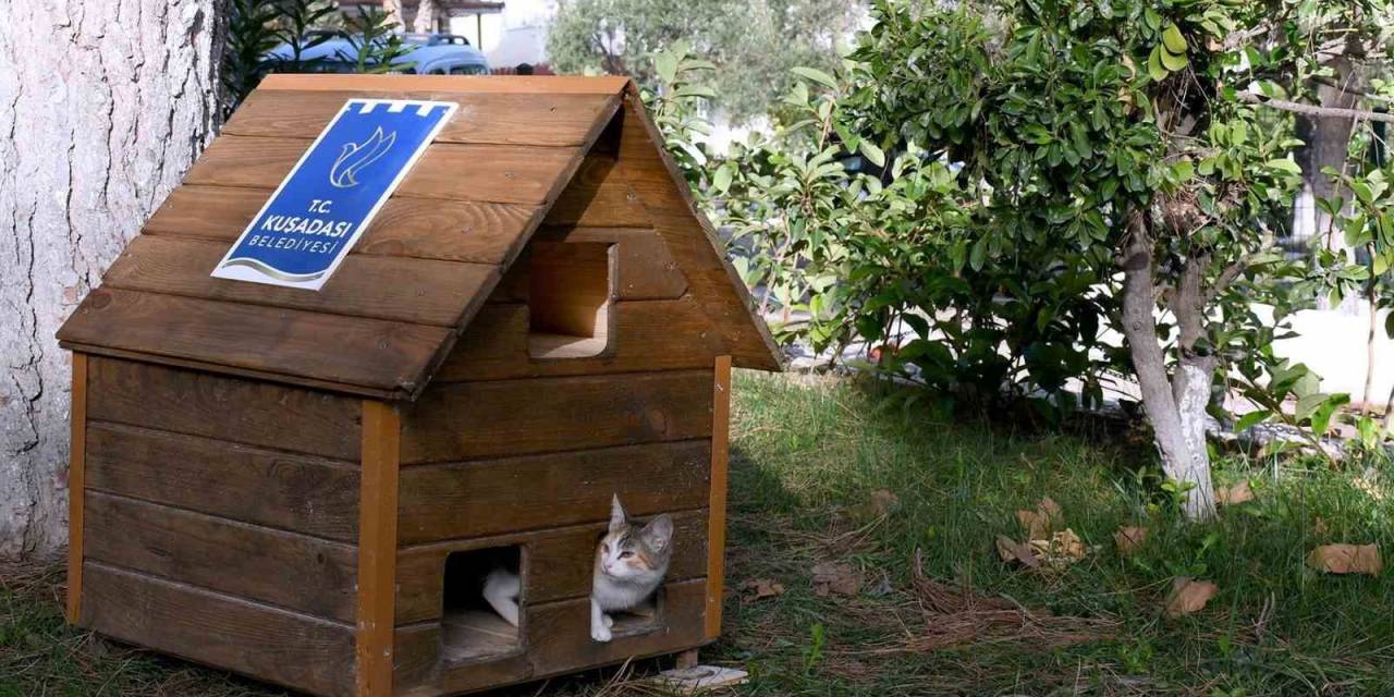 Can Dostların Yuvaları Kışa Hazır