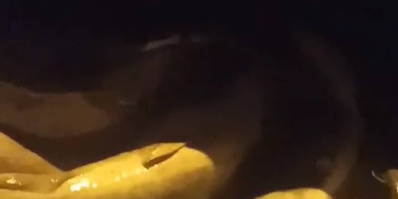 Arnavutköy’de İlginç Görüntü: Çöp Konteynerine Onlarca Balık Atıldı