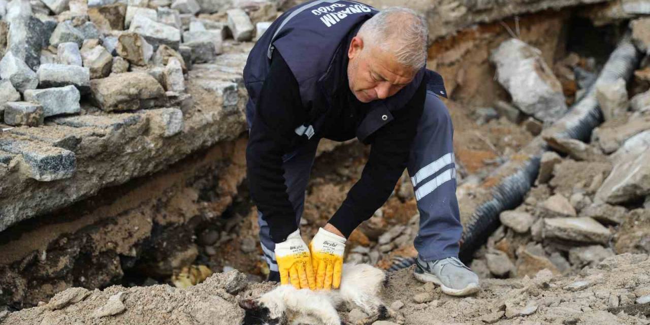 Hafriyat Altına Sıkışan Kedi Kalp Masajı Uygulanarak Hayata Döndürüldü