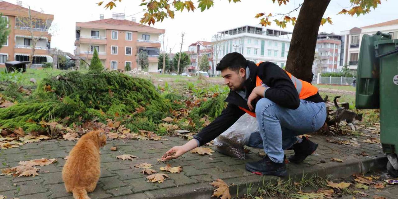 Yalova Belediyesi’nden Sokak Hayvanlarına 11 Ayda 28,5 Ton Mama