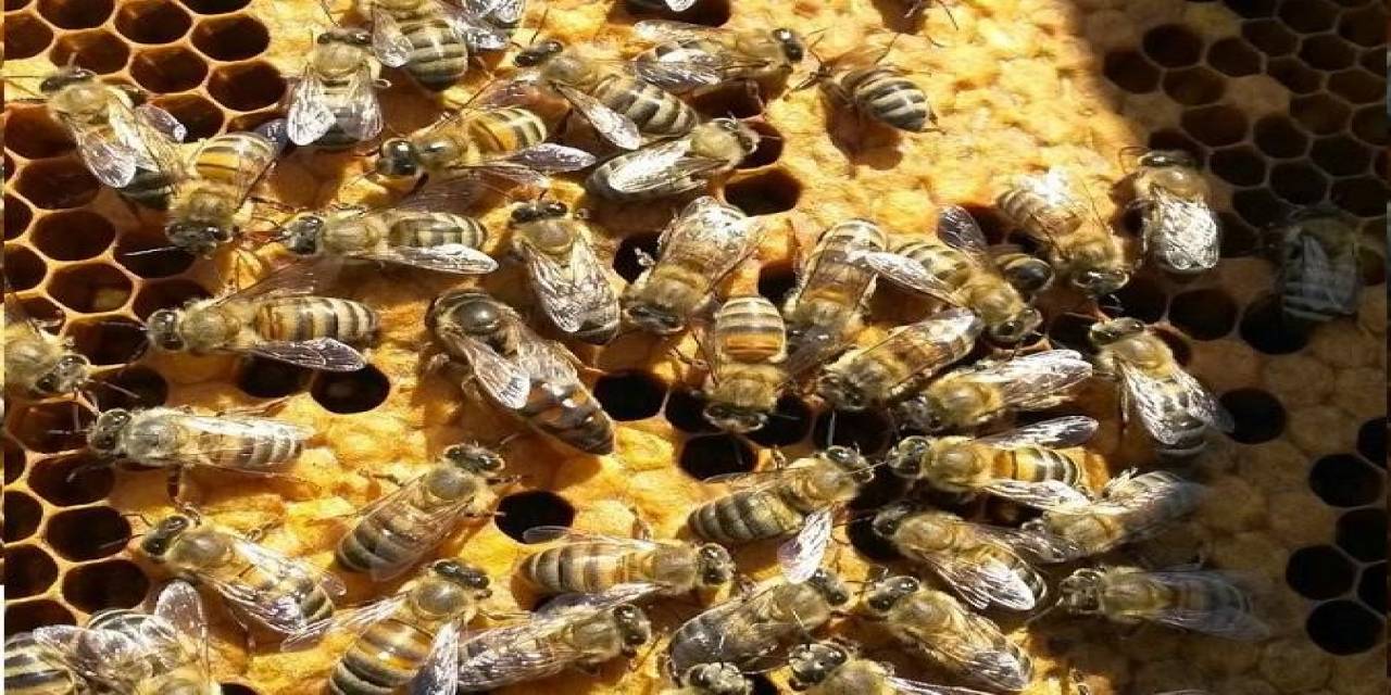 Kırklareli’ndeki 10 Bin Arılı Kovan Destekleme Programına Alındı
