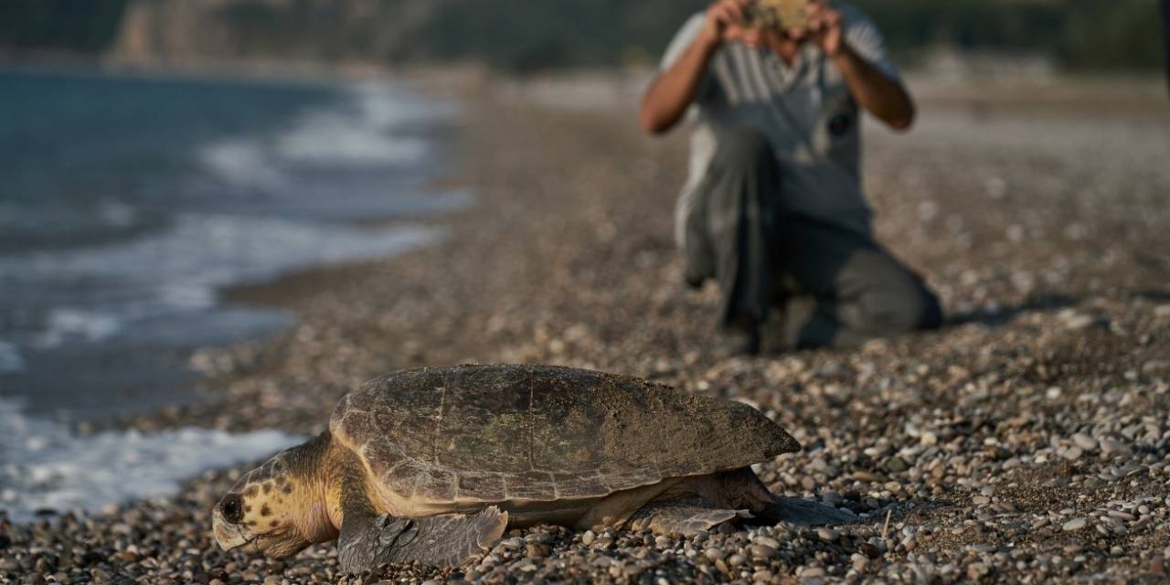 Antalya’da 2023 Yılında 144 Bin 334 Yavru Caretta Caretta Denizle Buluştu