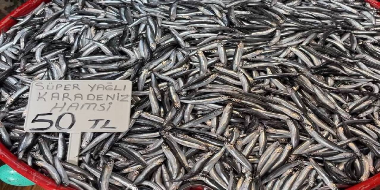 Marmara Hamsisinden Sonra Karadeniz Hamsisinde De Bolluk Yaşanıyor