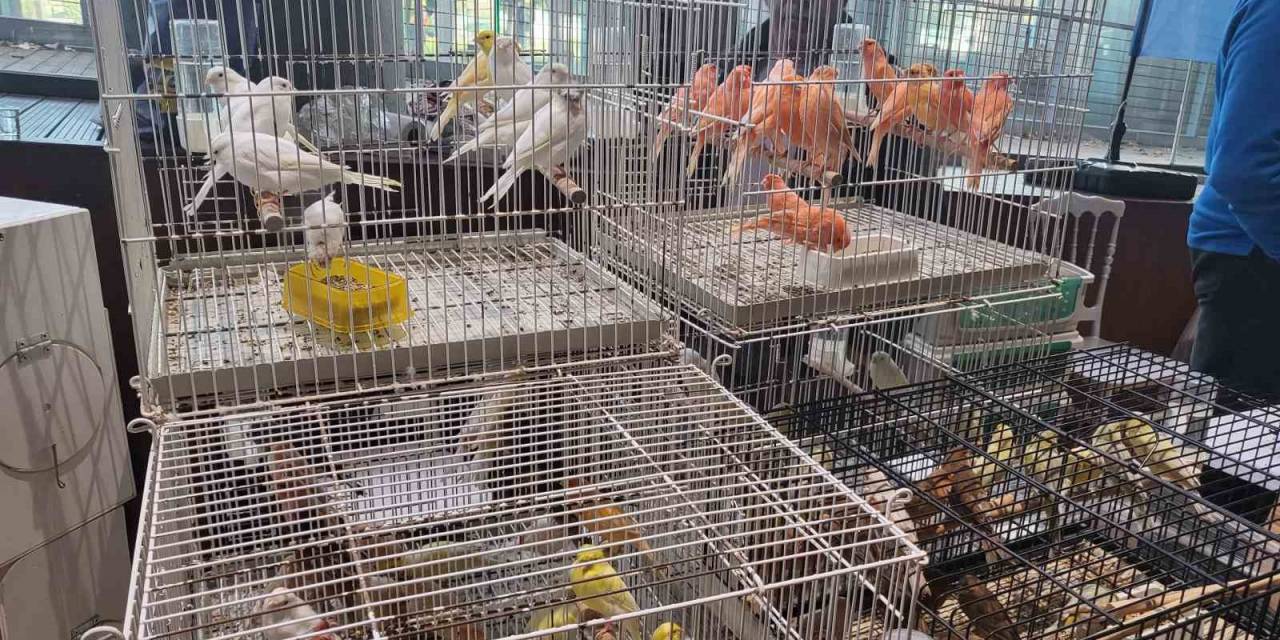 Eyüpsultan’da Kanarya Ve Kafes Kuşları Festivali Ziyaretçilerini Ağırlamaya Devam Ediyor