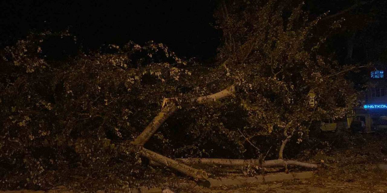 Bursa’da Şiddetli Lodos 200 Yıllık Tarihi 2 Çınarı Yıktı