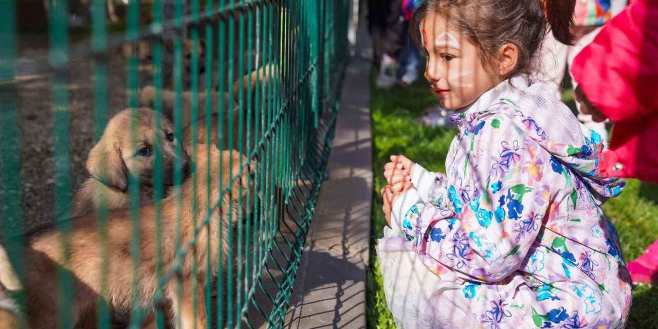 12 Bin 871 Sokak Hayvanı Sahiplendirildi