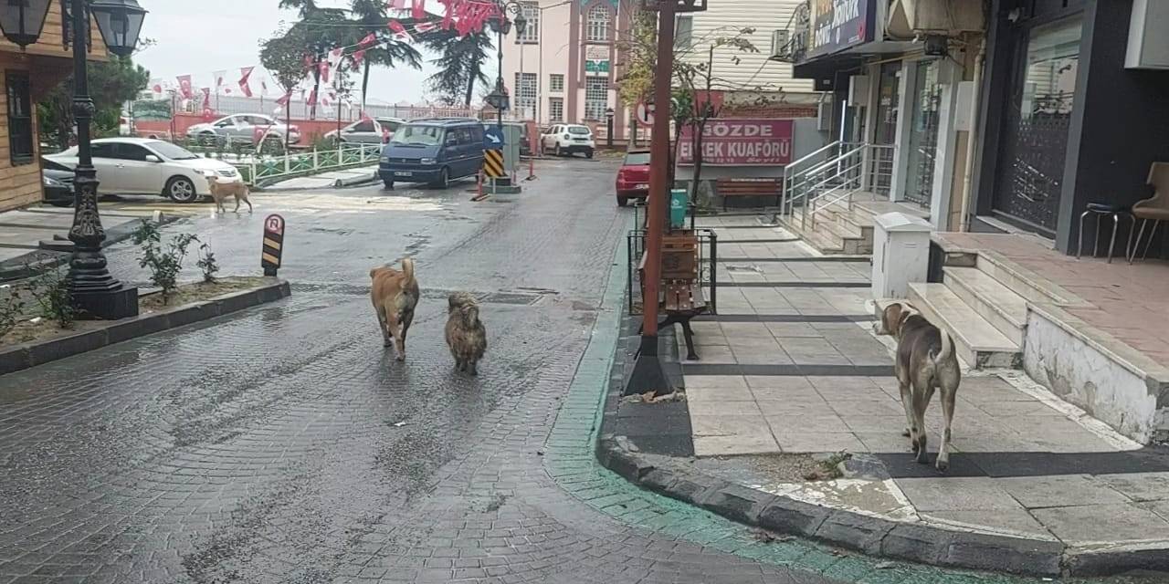 Depremden Hemen Sonra Sokakta Çok Sayıda Köpek Gözlendi