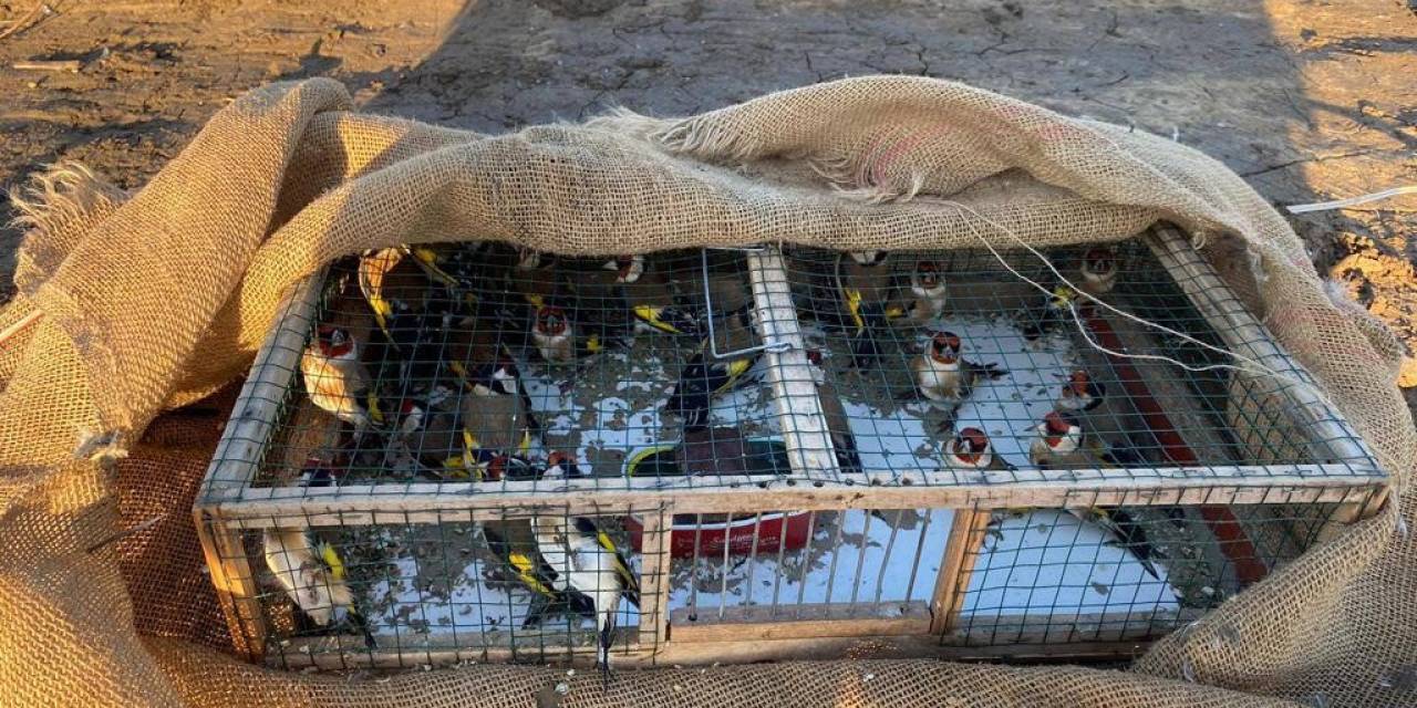 Adana’da Kaçak Avlanan Saka Kuşları Doğaya Salındı