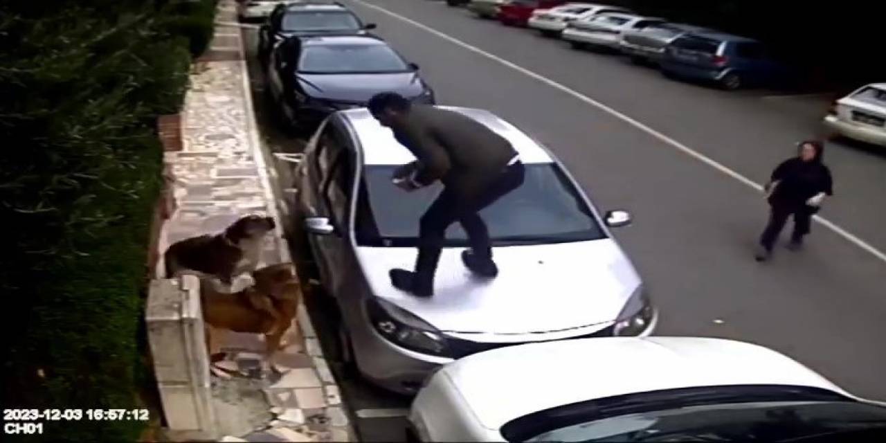 Ataşehir’de Vatandaşlar, Köpek Saldırılarından Araçların Üzerine Çıkarak Kurtuldular
