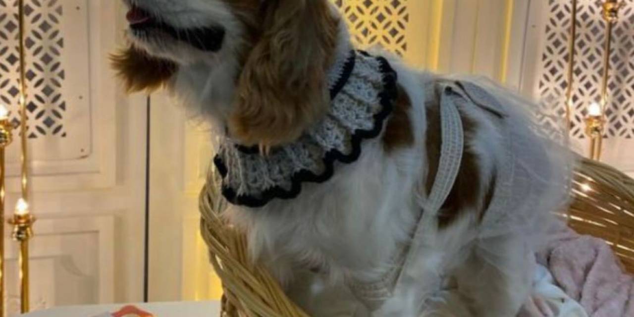 Köpeğinin Doğum Gününü Böyle Kutladı