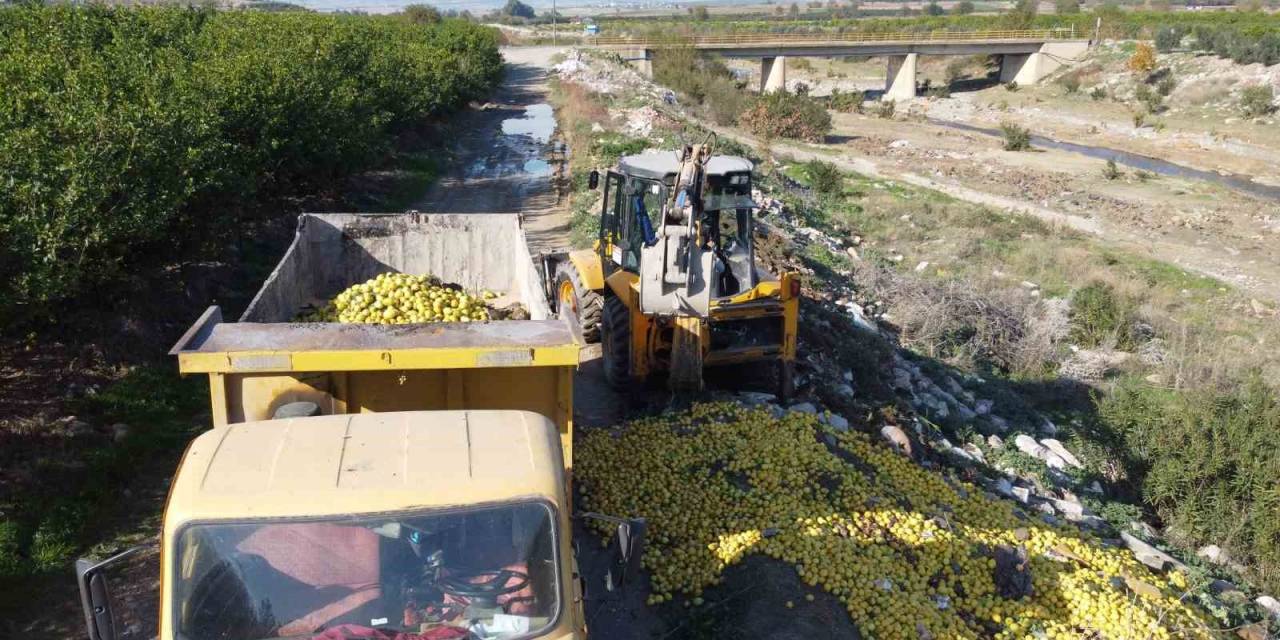 Dere Yatağına Dökülen Tonlarca Limon İmha Edildi