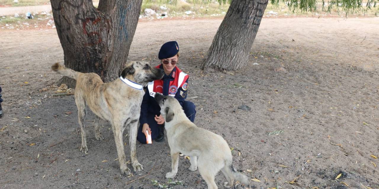 Jandarma Ekipleri Sahipsiz Köpeklere Reflektörlü Tasma Takıyor