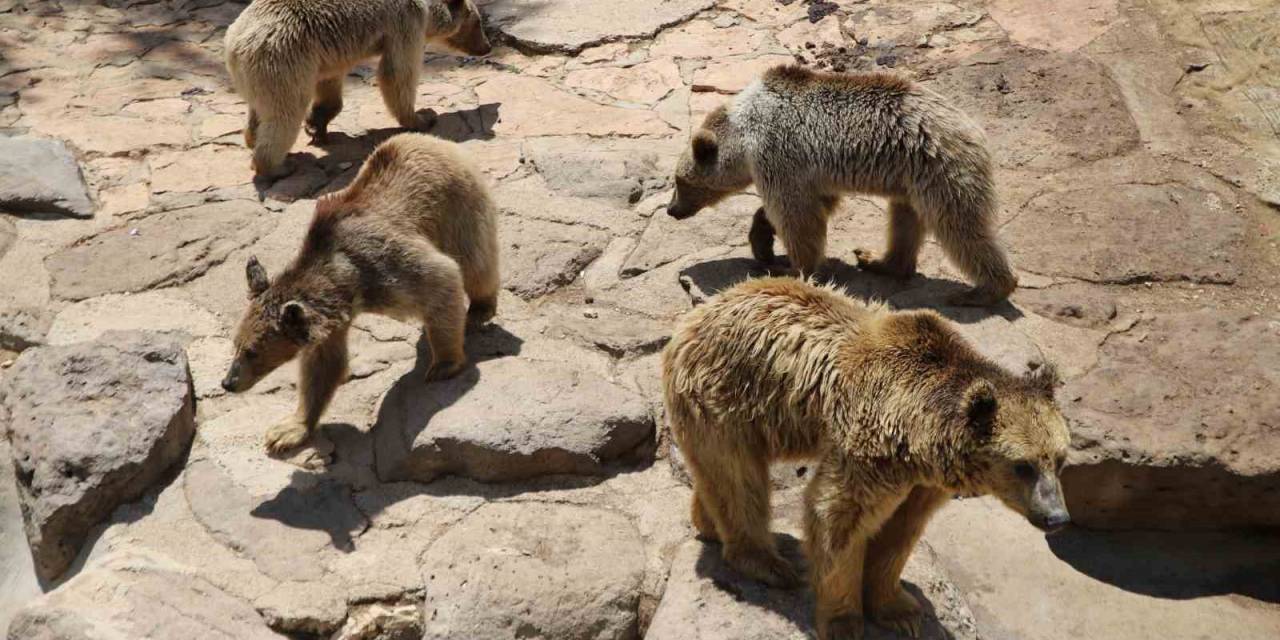 Gaziantep’te Hayvanlar Kış Uykusunu Unuttu