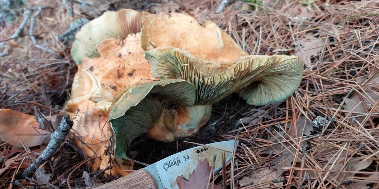Görünce Hayrete Düştü, Kayda Alarak Anlatmaya Başladı