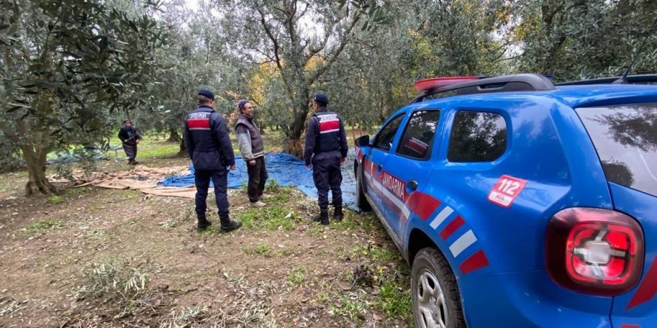 Zeytin Hırsızlarına Karşı Jandarma Tedbir Aldı