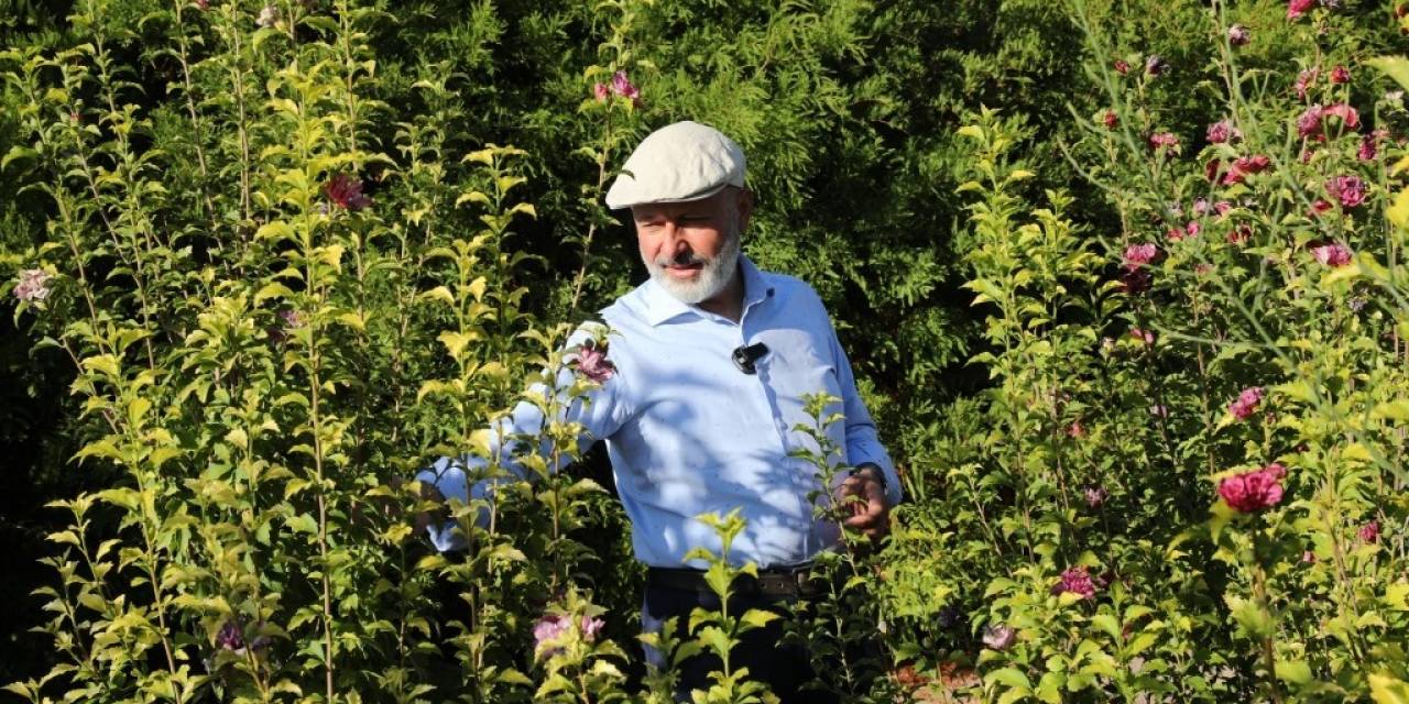 Türkiye Yüzyılında Herkesin En Az İki Dikili Ağacı Oldu