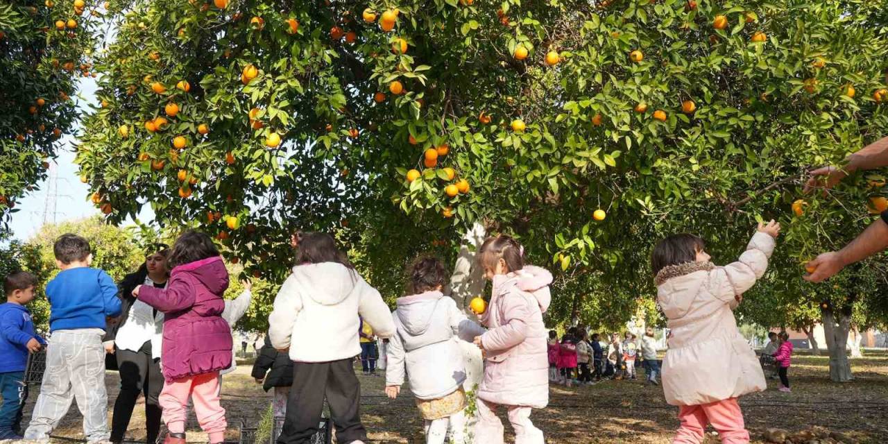 Tarsuslu Minikler Portakal Hasadı Yaptı