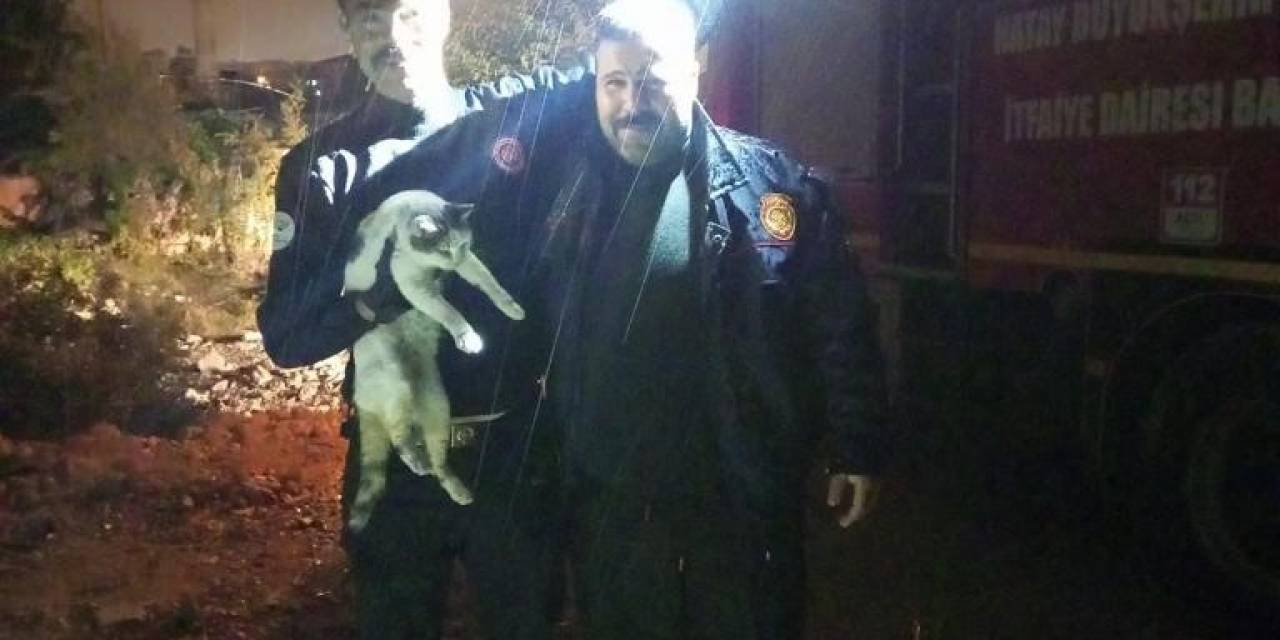 Palmiye Ağacında Mahsur Kalan Kedinin Kurtarılma Anı Kameralara Yansıdı