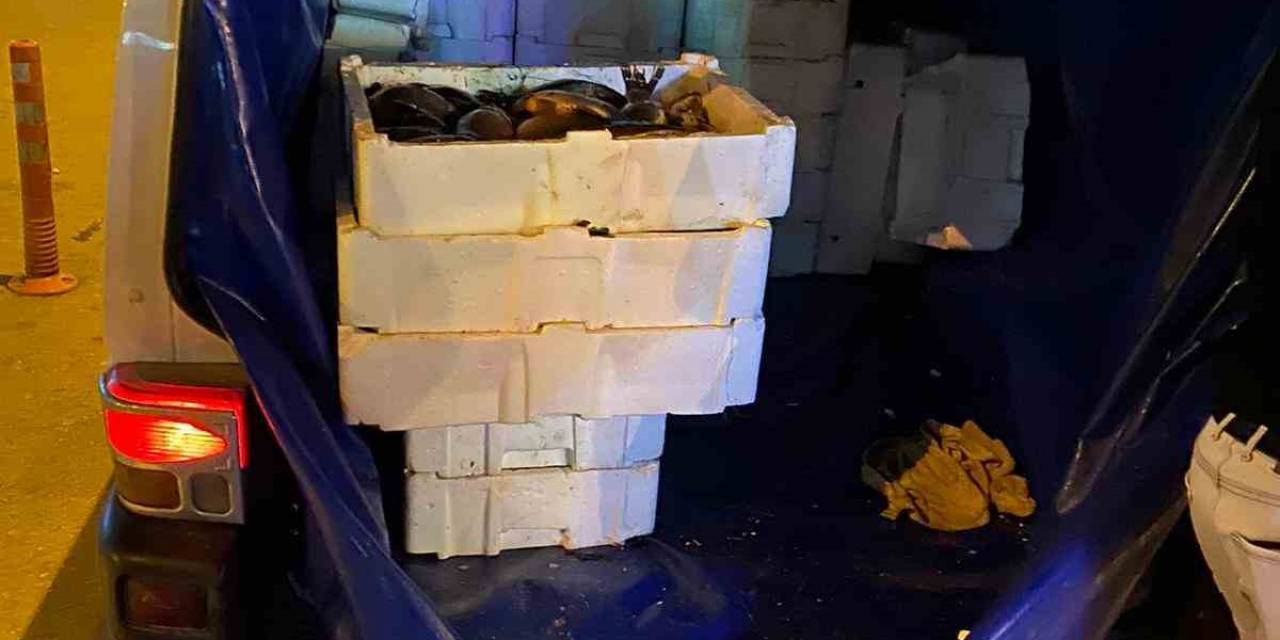 Isparta’da 16 Bin Tl Değerinde Menşe Belgesiz Çin Sazanı Ele Geçirildi