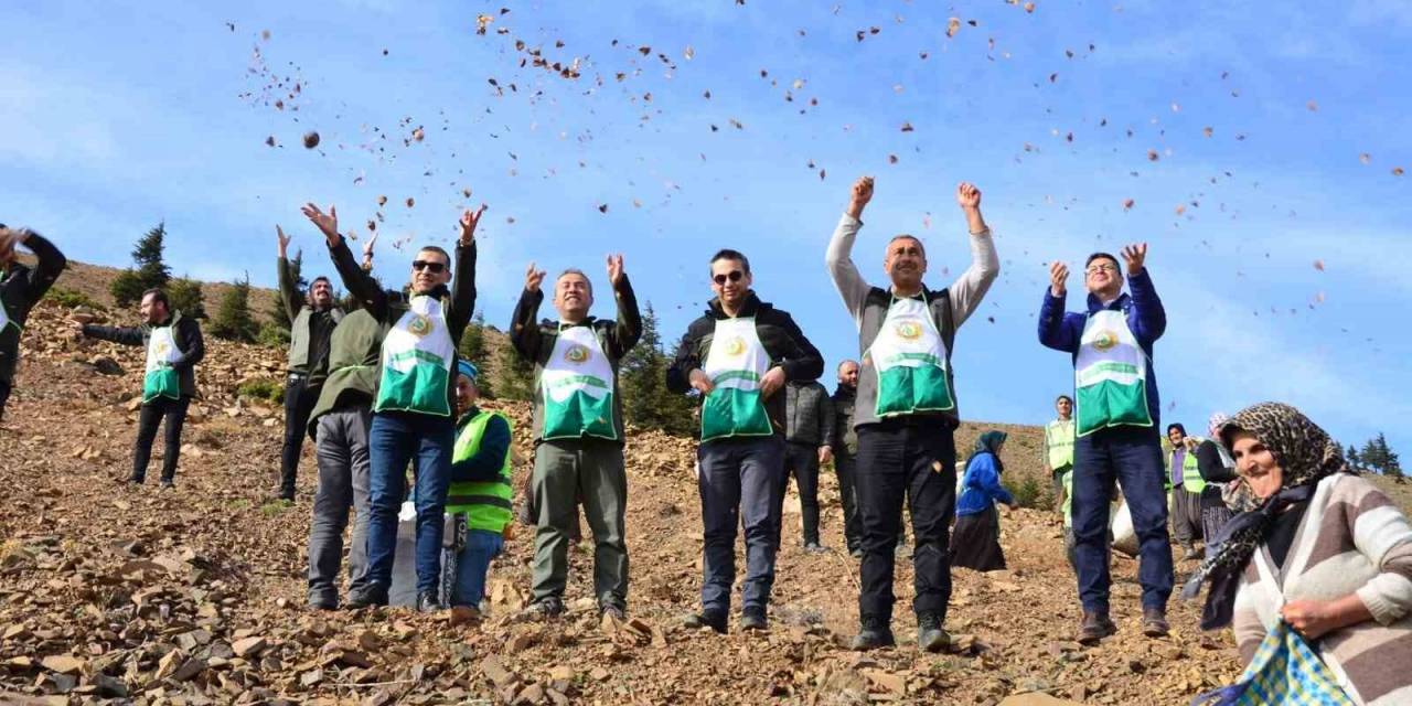 Feke’de 200 Hektar Alan Sedir Tohumu İle Buluştu