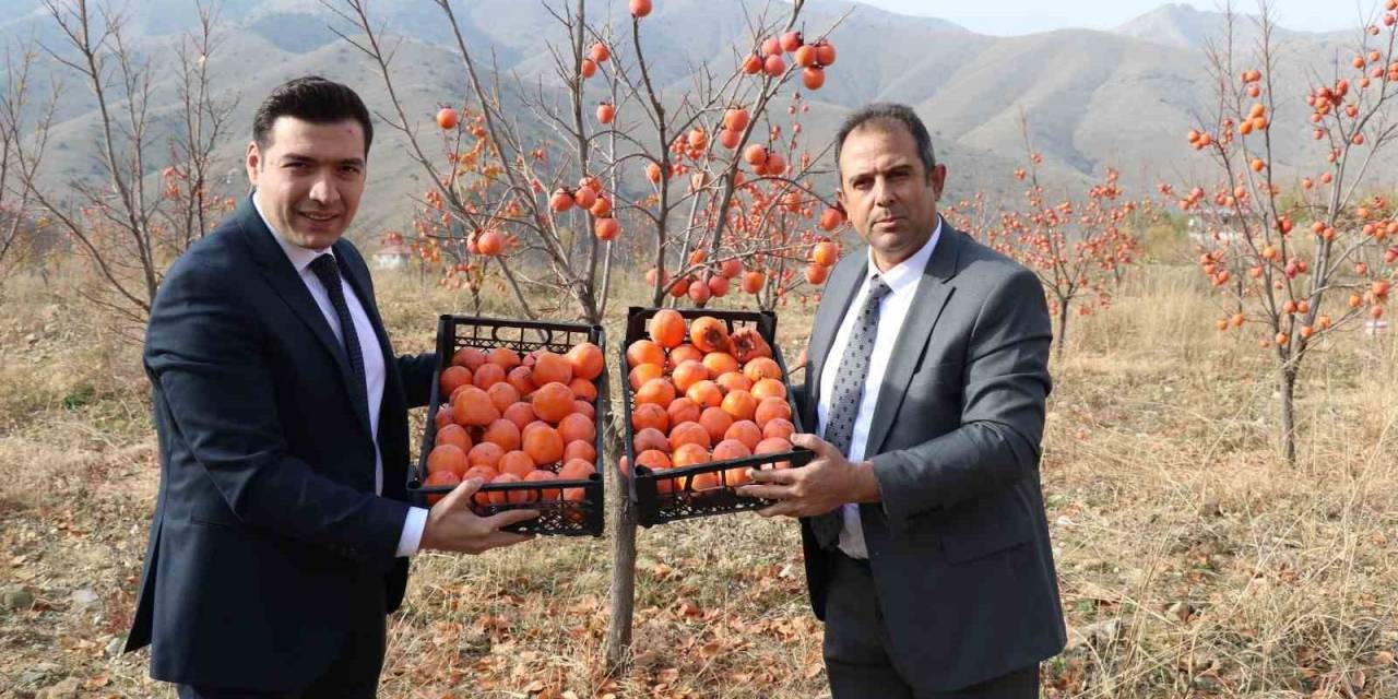 Keban’da Trabzon Hurması Hasadı Yapıldı
