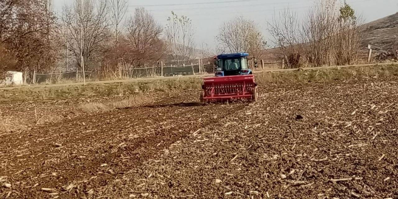 Bin Yıllık Ata Tohumu ‘Karakılçık’ Buğdayı Toprakla Buluştu