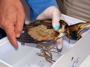 Heron Balkona Düştü