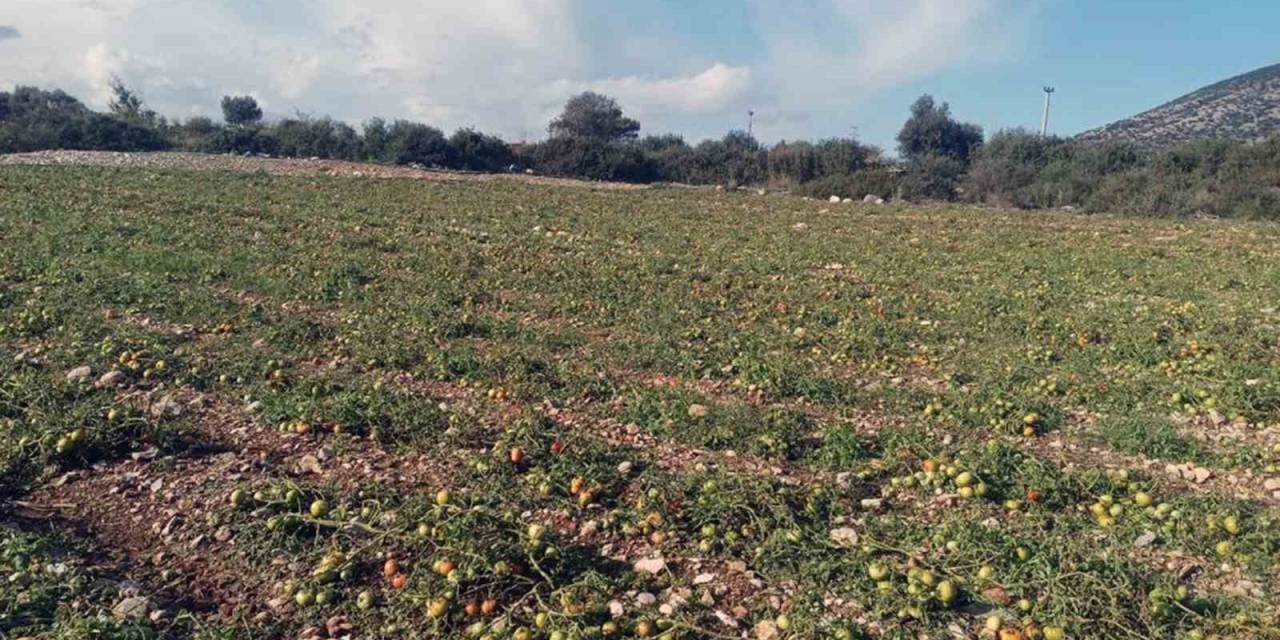 Dolu Yağışı Domates Tarlasında Zarara Neden Oldu