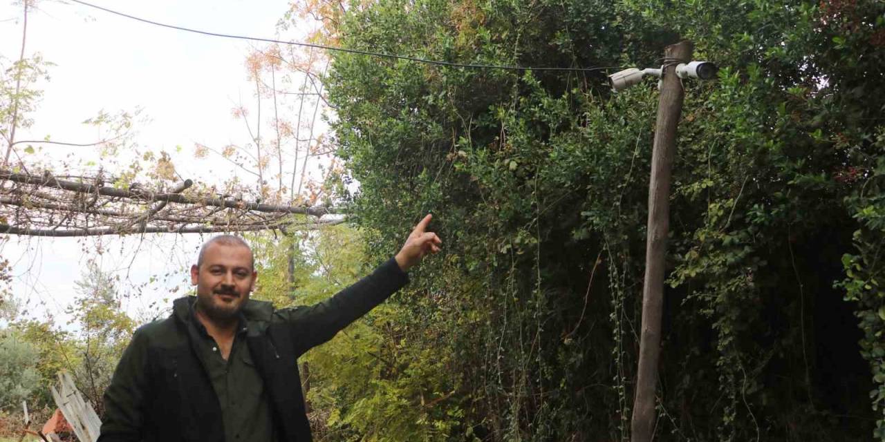 50 Tavuğu Ortadan Kaybolan Adam, Gerçeği Kamera Görüntülerini İzleyince Fark Etti