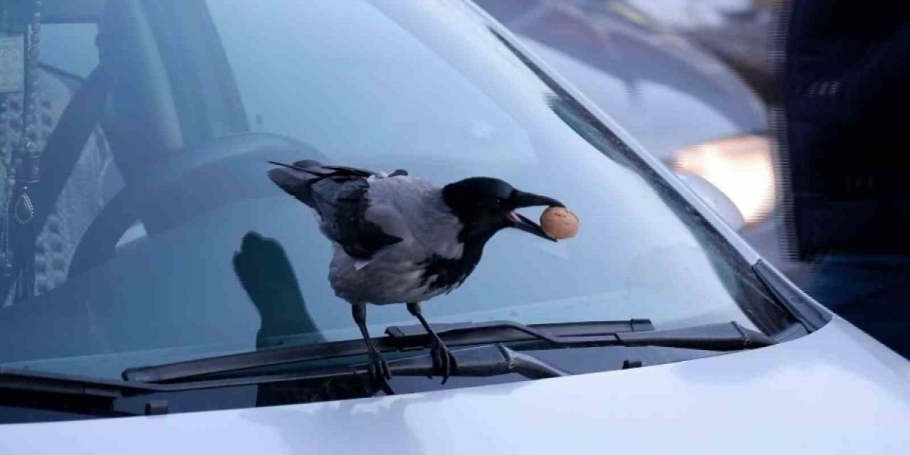 Kargaların Ceviz Merakıyla Baş Edemeyen Esnaf, Çözümü Günde 1 Kilo Ceviz Bırakmakta Buldu