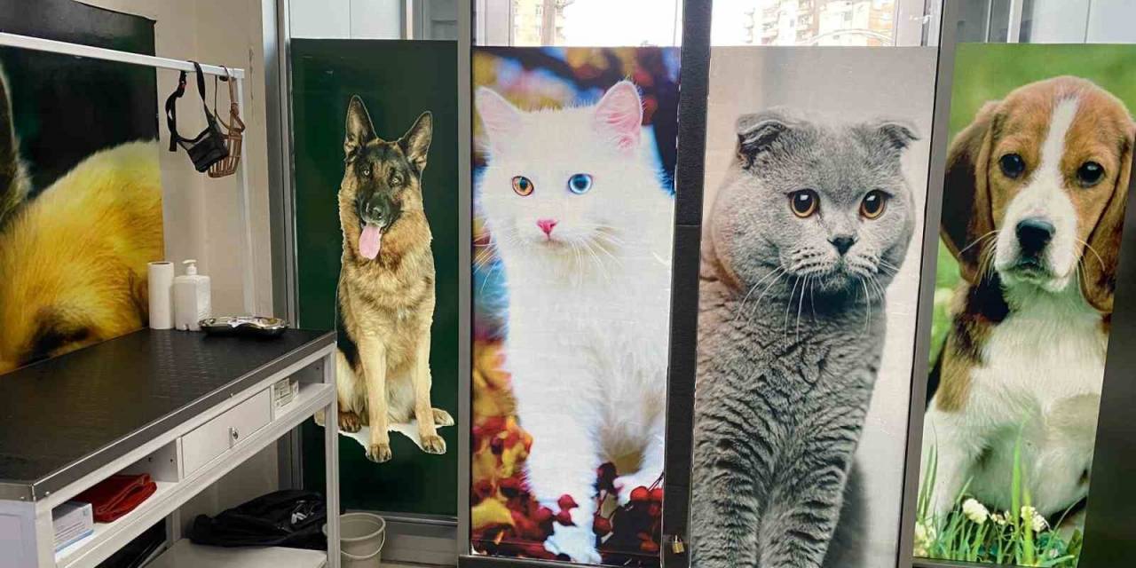 Diyarbakır’da Evcil Hayvanlar İçin Aşı Ve Çip Uygulama Odası Açıldı