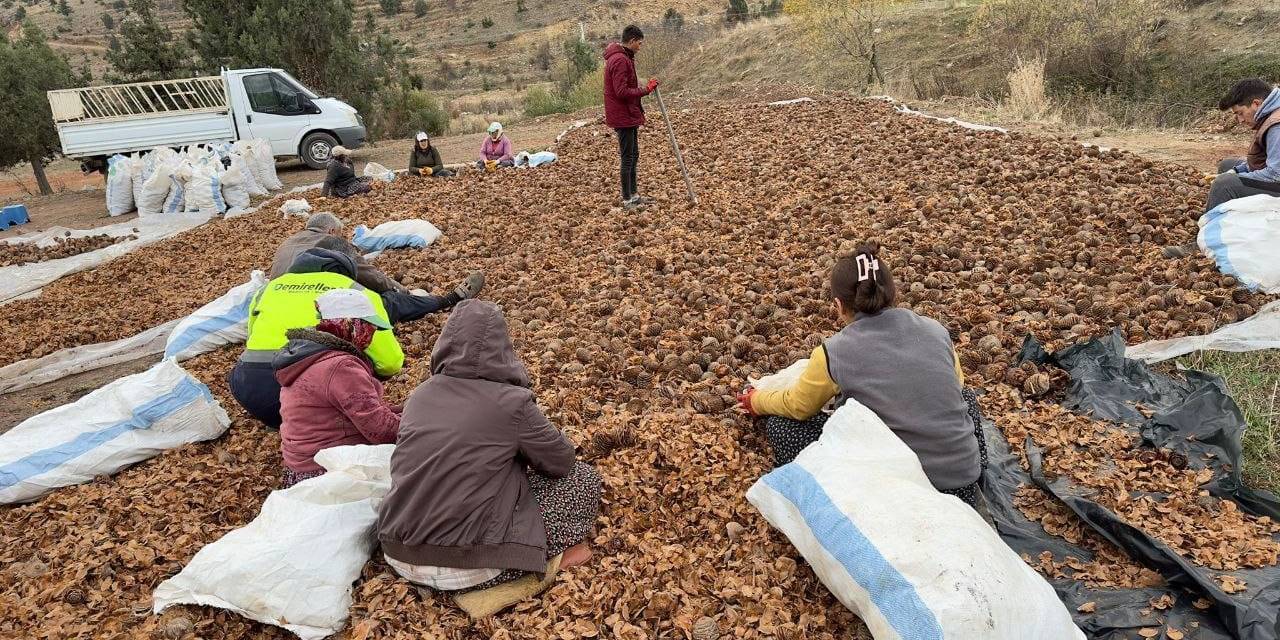 Mersin’de Yanan 20 Hektarlık Orman 6,5 Ton Sedir Tohumu İle Yeniden Canlanacak