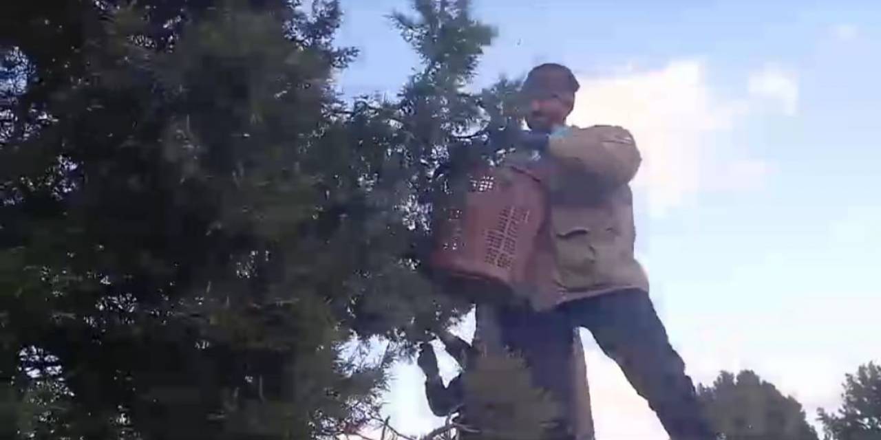 Köylülerin Yeni Ek Gelir Kapısı, Ardıç Tohumu