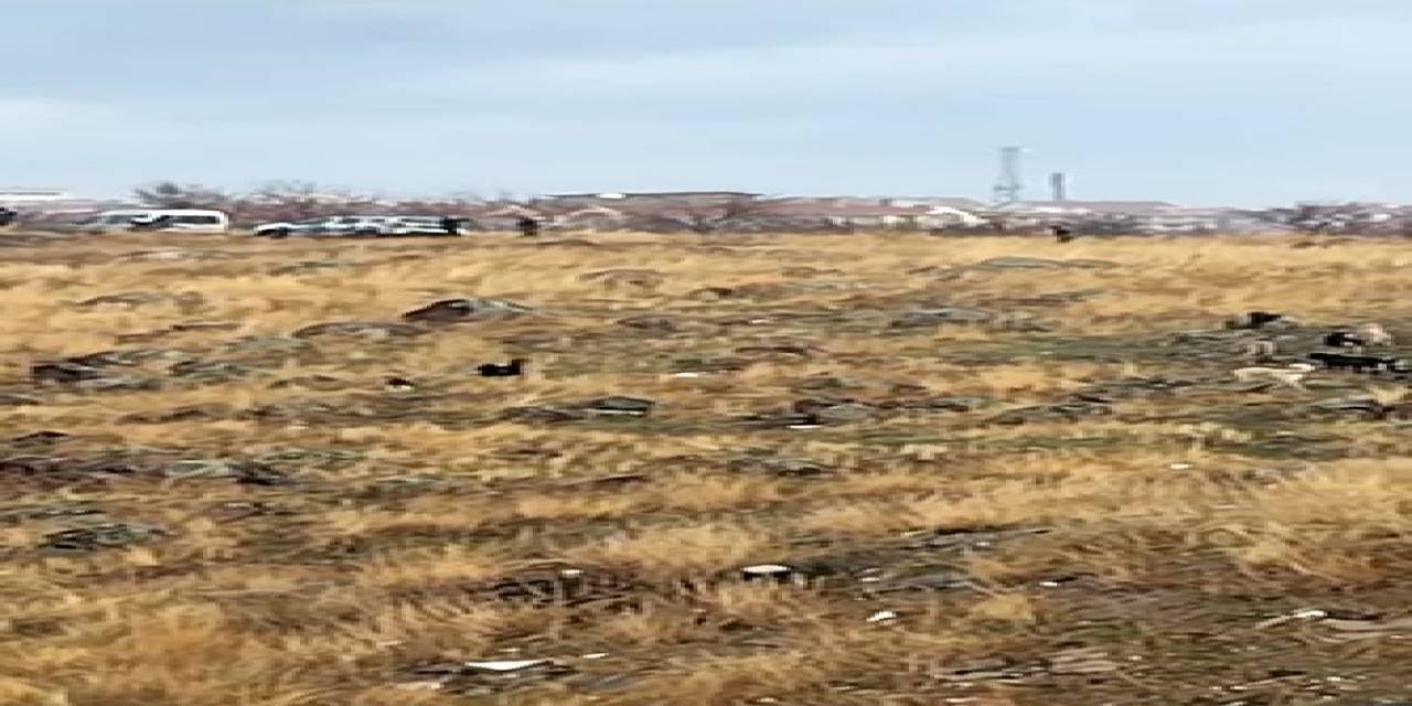 Ankara’da Sokak Köpeklerinin Saldırdığı Çocuk Ağır Yaralandı