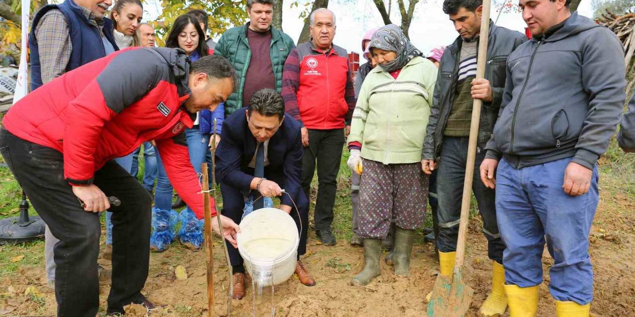 7 Bin Kestane Ve Trabzon Hurması Fidanı Dağıtıldı