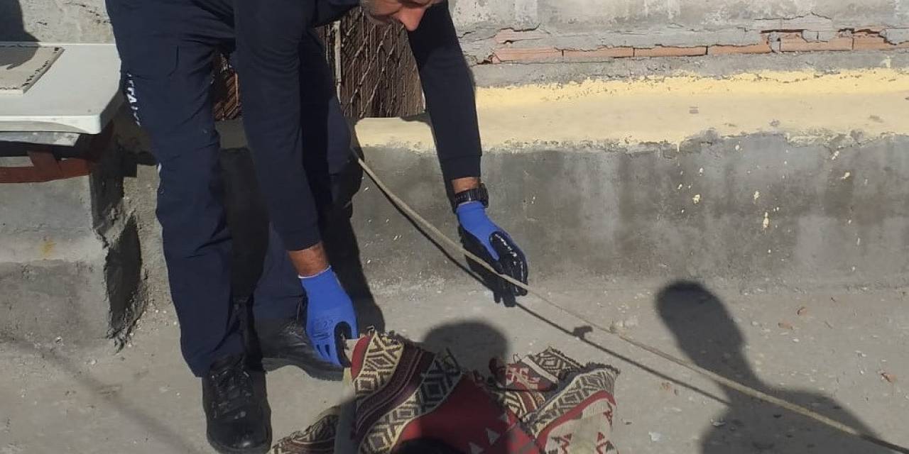 Beli Kırılan Kedi Tedavi Altına Alındı