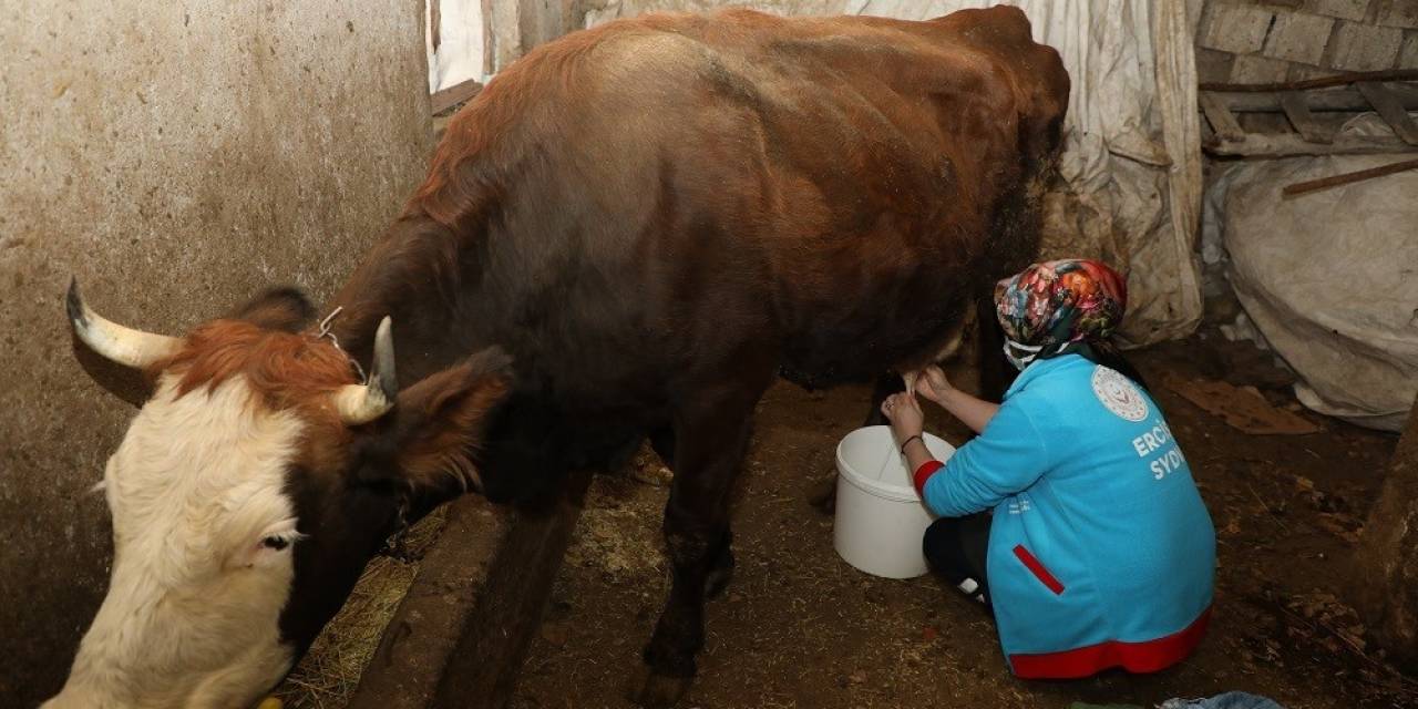 Erciş’te Yaşlı Çiftin İneklerini Vefa Ekipleri Sağdı