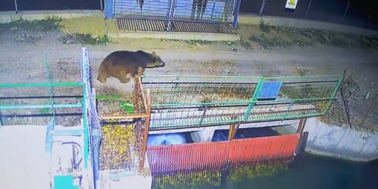 Özlenen Kış Gelmedi, Ayılar Kış Uykusuna Yatmadı