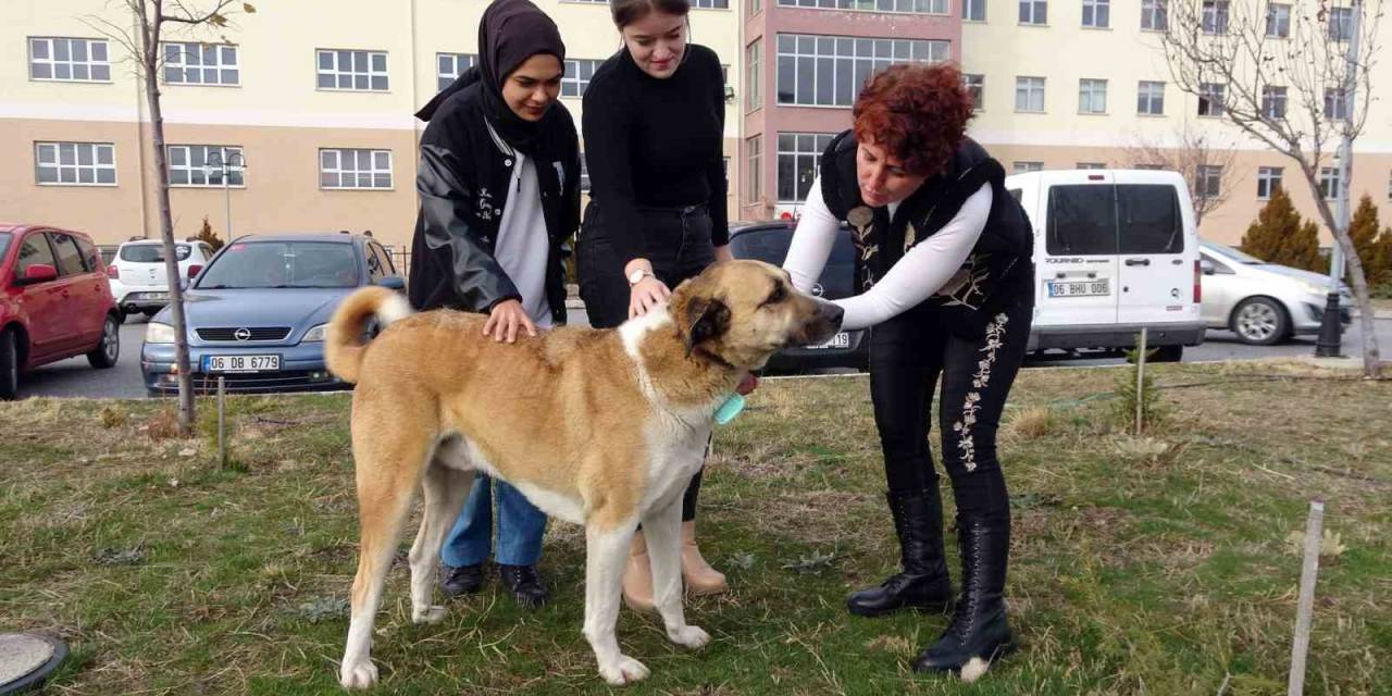 Her Gün Yollarını Gözlüyorlar