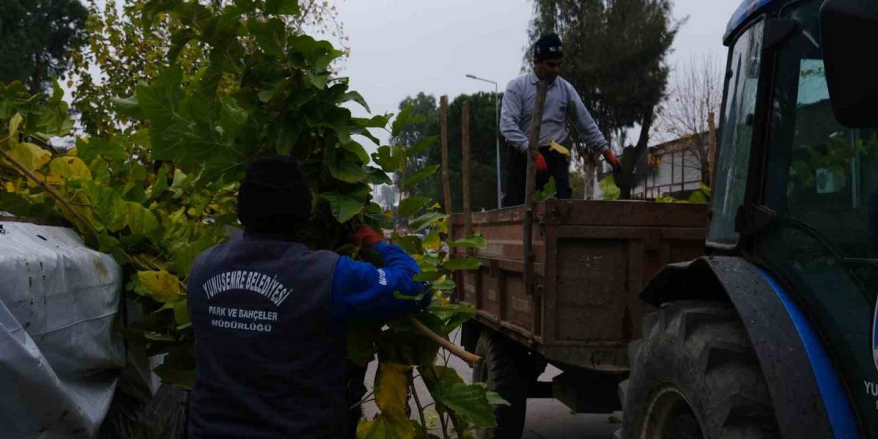 Budanan Ağaçlar İhtiyaç Sahiplerine Yakacak Olacak