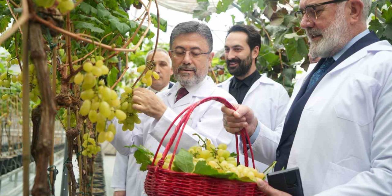 Bakan Yumaklı: “Yılda İki Kez Üzüm Hasadı Yapılabilecek Araştırmada Sona Gelindi”