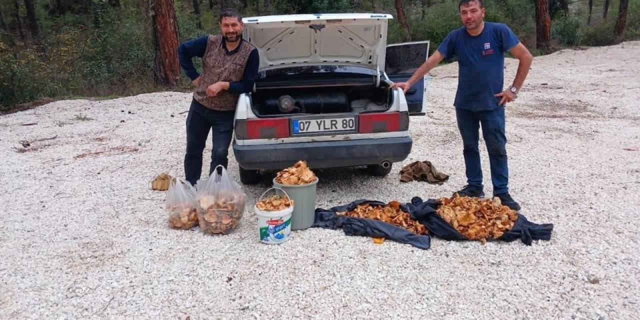 Bir Günde 100 Kilogram Mantar Topladılar