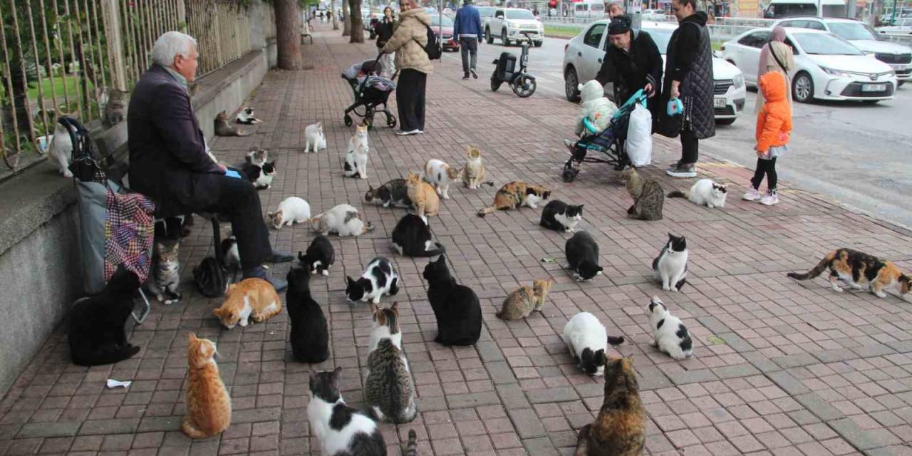 Sokak Kedilerinin ’kedici Babası’