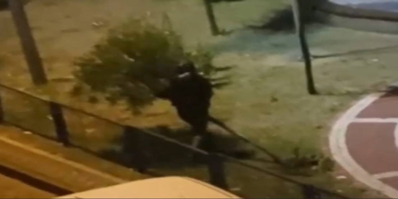 Sultangazi’de Bir Kişi Parktaki Ağacı Yerinden Söktü