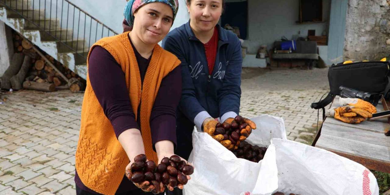 Kışın Vazgeçilmez Lezzeti Kestanenin Sofralara Yolculuğu Başladı