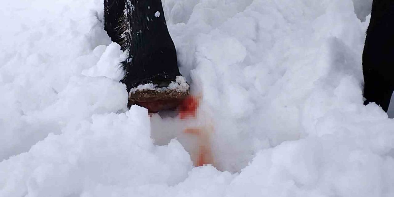 Hakkari’de Toynağı Kopan At Kurtarıldı