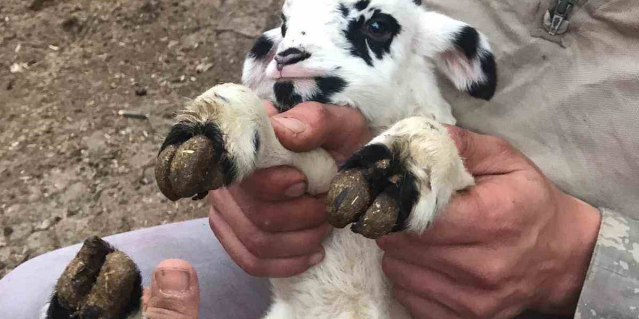 Tokat’ta 2 Gün Arayla Doğan Yavru Hayvanlar Şaşırttı