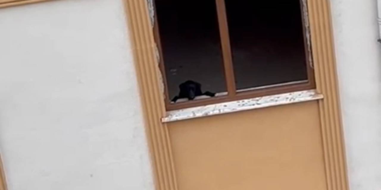 1 Daire 3 Kişiye Satılınca 15 Yıldır Yıkılamayan Binada Köpek Kurtarma Çalışması Yapıldı
