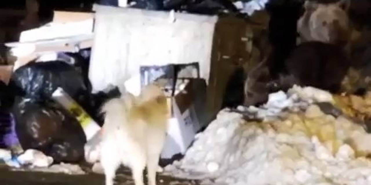 Uludağ’ın ‘Uyuyamayan’ Ayı Ailesi Kendilerini Rahatsız Eden Köpeğe Saldırdı