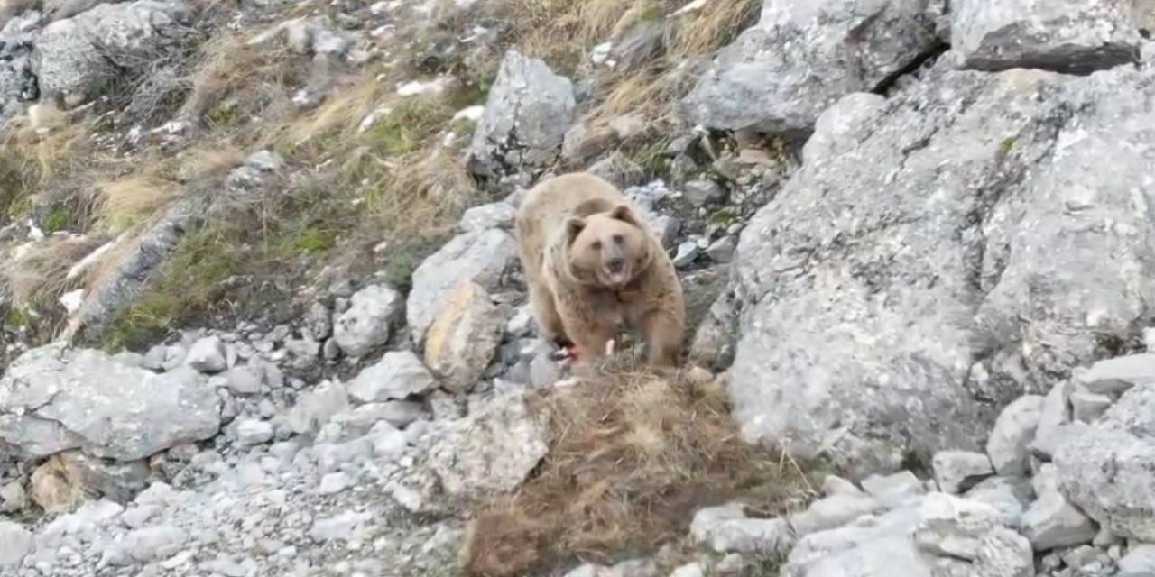 Avladığı Hayvanın Leşini Gömen Boz Ayı Dron İle Görüntülendi